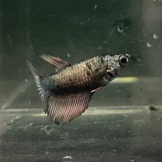the-fish-farm Female Betta Female Betta - One Only - I Choose your own Female Betta at The Fish Farm Australia