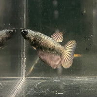 the-fish-farm Female Betta Female Betta - One Only - I Choose your own Female Betta at The Fish Farm Australia