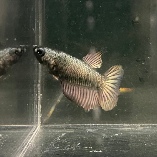 the-fish-farm Female Betta Female Betta - One Only - I Choose your own Female Betta at The Fish Farm Australia