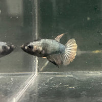 the-fish-farm Female Betta Female Betta - One Only - I Choose your own Female Betta at The Fish Farm Australia