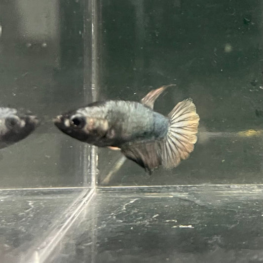 the-fish-farm Female Betta Female Betta - One Only - I Choose your own Female Betta at The Fish Farm Australia