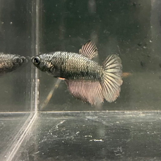 the-fish-farm Female Betta Female Betta - One Only - I Choose your own Female Betta at The Fish Farm Australia