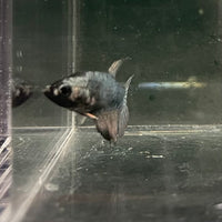 the-fish-farm Female Betta Female Betta - One Only - I Choose your own Female Betta at The Fish Farm Australia