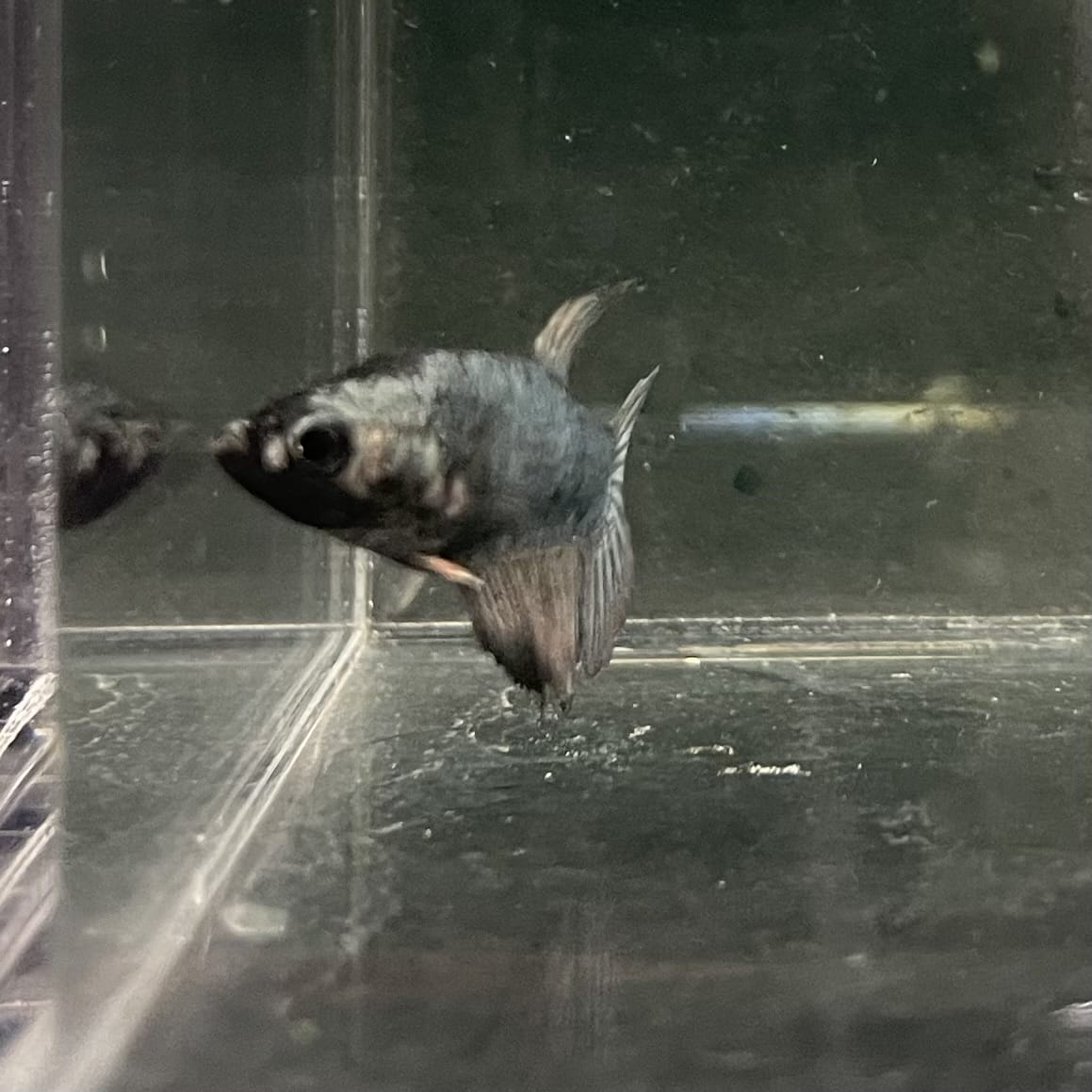 the-fish-farm Female Betta Female Betta - One Only - I Choose your own Female Betta at The Fish Farm Australia