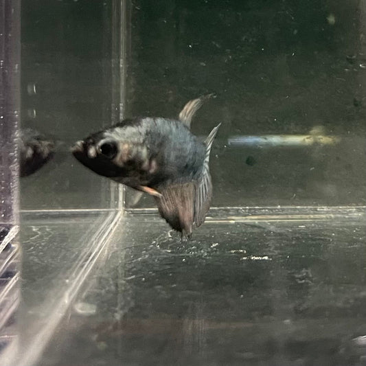 the-fish-farm Female Betta Female Betta - One Only - I Choose your own Female Betta at The Fish Farm Australia