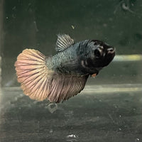 the-fish-farm Female Betta Female Betta - One Only - I Choose your own Female Betta at The Fish Farm Australia