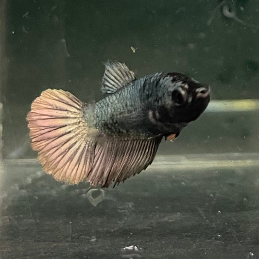 the-fish-farm Female Betta Female Betta - One Only - I Choose your own Female Betta at The Fish Farm Australia