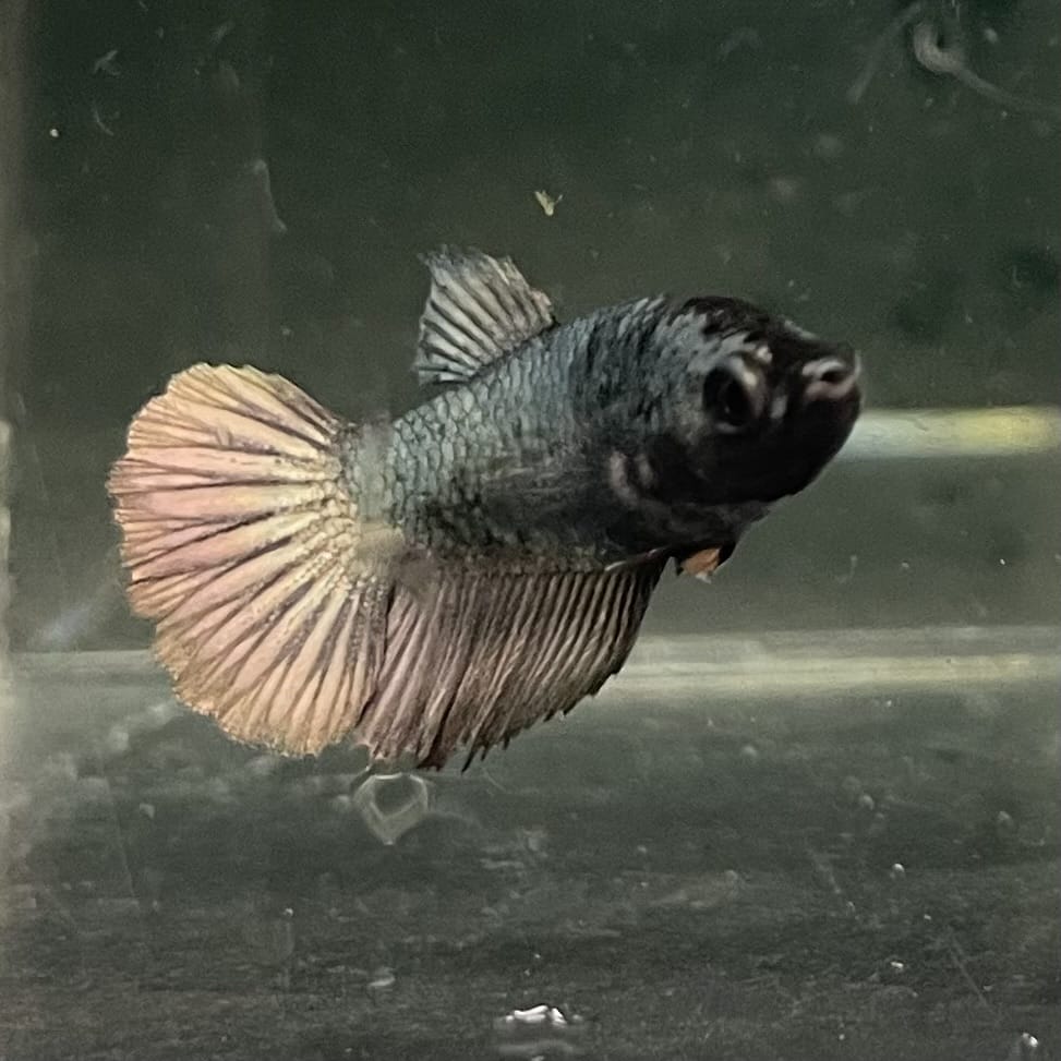 the-fish-farm Female Betta Female Betta - One Only - I Choose your own Female Betta at The Fish Farm Australia