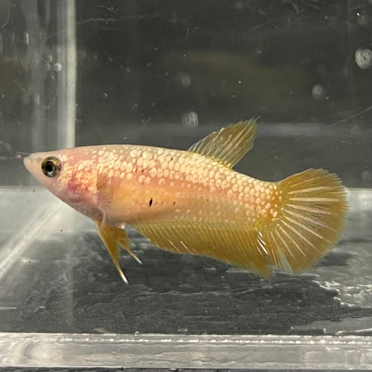 the-fish-farm Female Betta Female Betta - One Only - I Choose your own Female Betta at The Fish Farm Australia