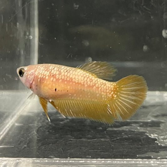 the-fish-farm Female Betta Female Betta - One Only - I Choose your own Female Betta at The Fish Farm Australia