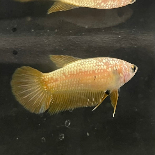 the-fish-farm Female Betta Female Betta - One Only - I Choose your own Female Betta at The Fish Farm Australia