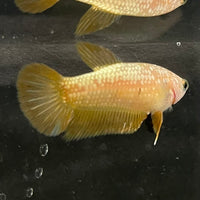 the-fish-farm Female Betta Female Betta - One Only - I Choose your own Female Betta at The Fish Farm Australia
