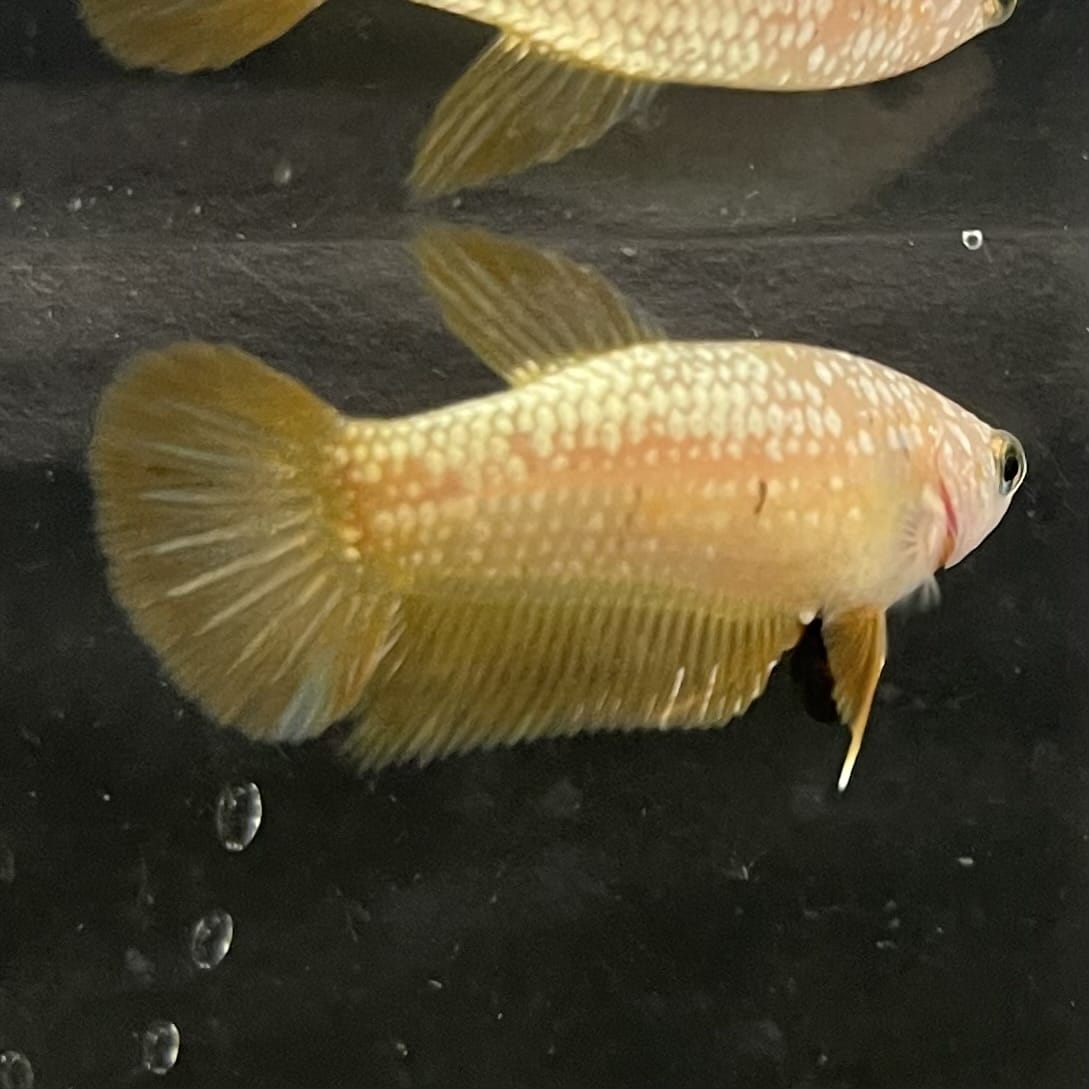 the-fish-farm Female Betta Female Betta - One Only - I Choose your own Female Betta at The Fish Farm Australia