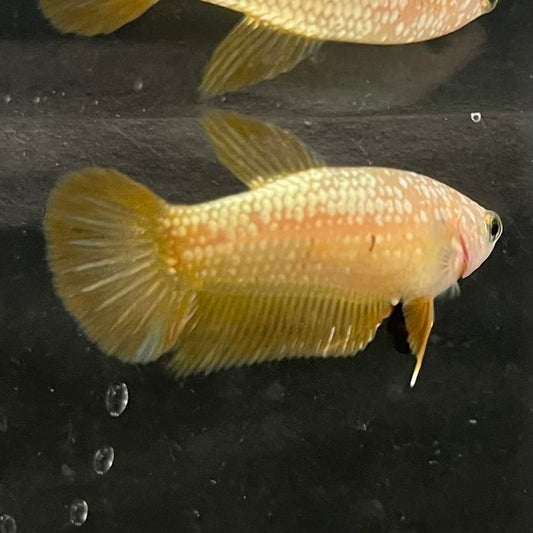 the-fish-farm Female Betta Female Betta - One Only - I Choose your own Female Betta at The Fish Farm Australia
