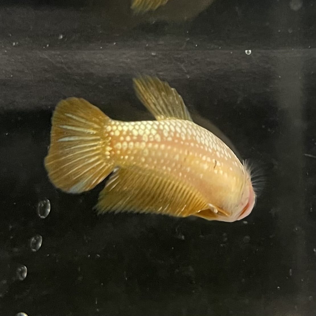 the-fish-farm Female Betta Female Betta - One Only - I Choose your own Female Betta at The Fish Farm Australia