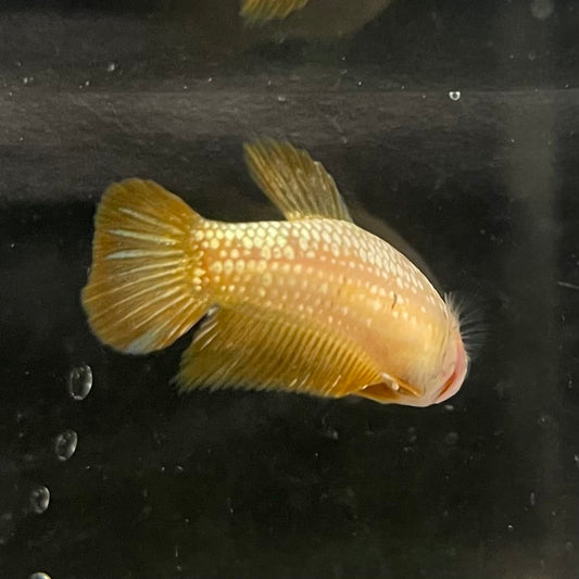 the-fish-farm Female Betta Female Betta - One Only - I Choose your own Female Betta at The Fish Farm Australia