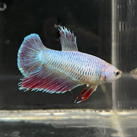 the-fish-farm Female Betta Female Betta - One Only - I Choose your own Female Betta at The Fish Farm Australia