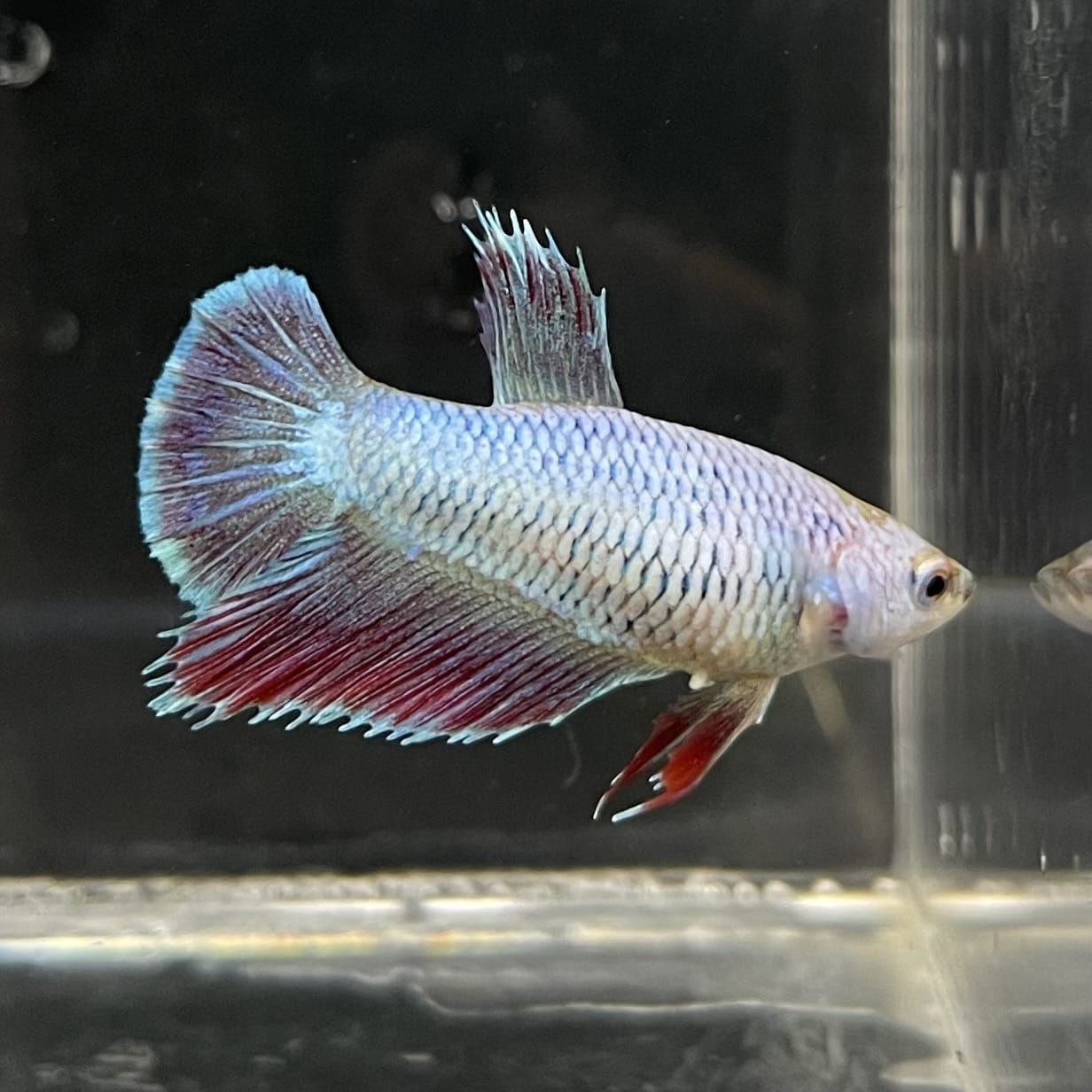 the-fish-farm Female Betta Female Betta - One Only - I Choose your own Female Betta at The Fish Farm Australia