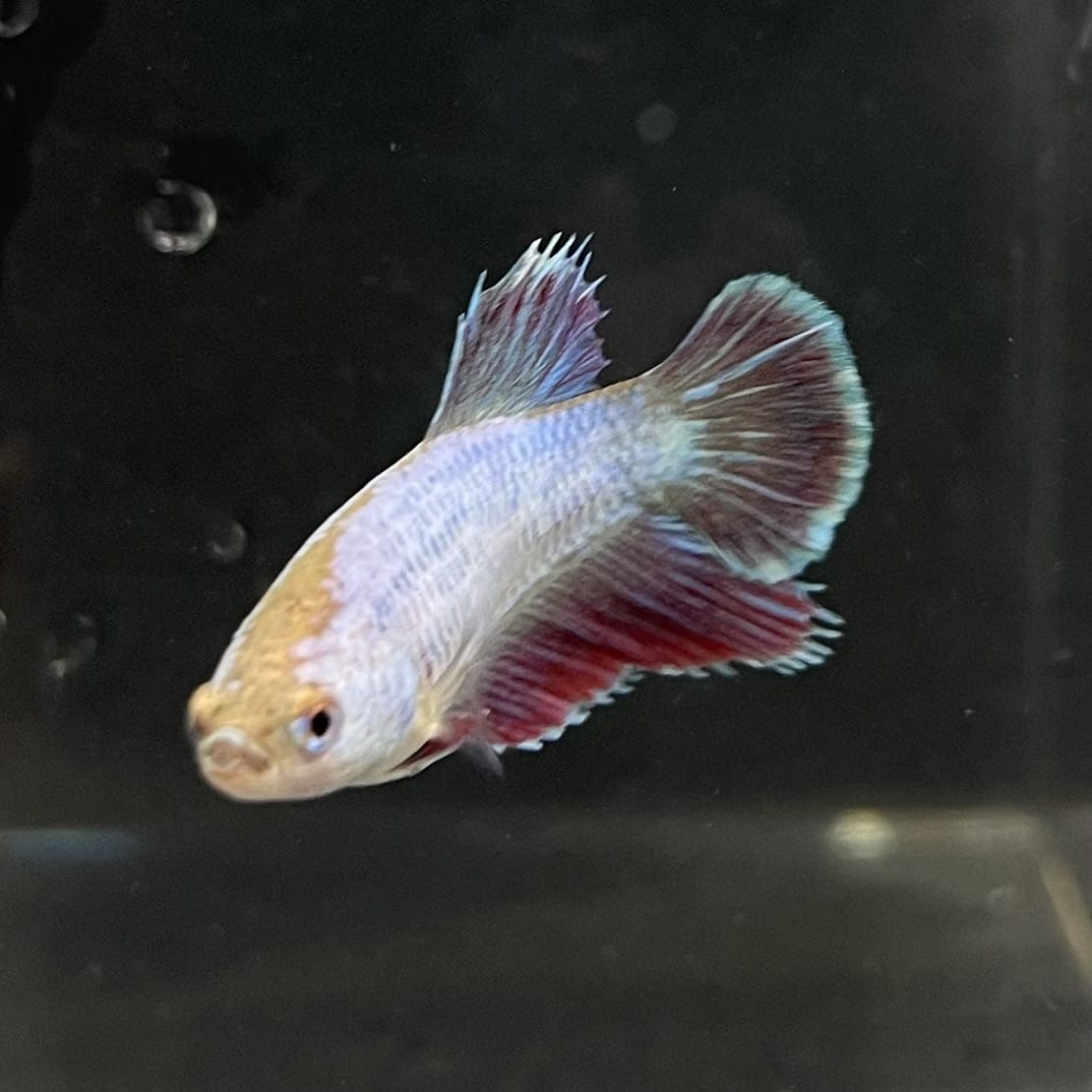 the-fish-farm Female Betta Female Betta - One Only - I Choose your own Female Betta at The Fish Farm Australia