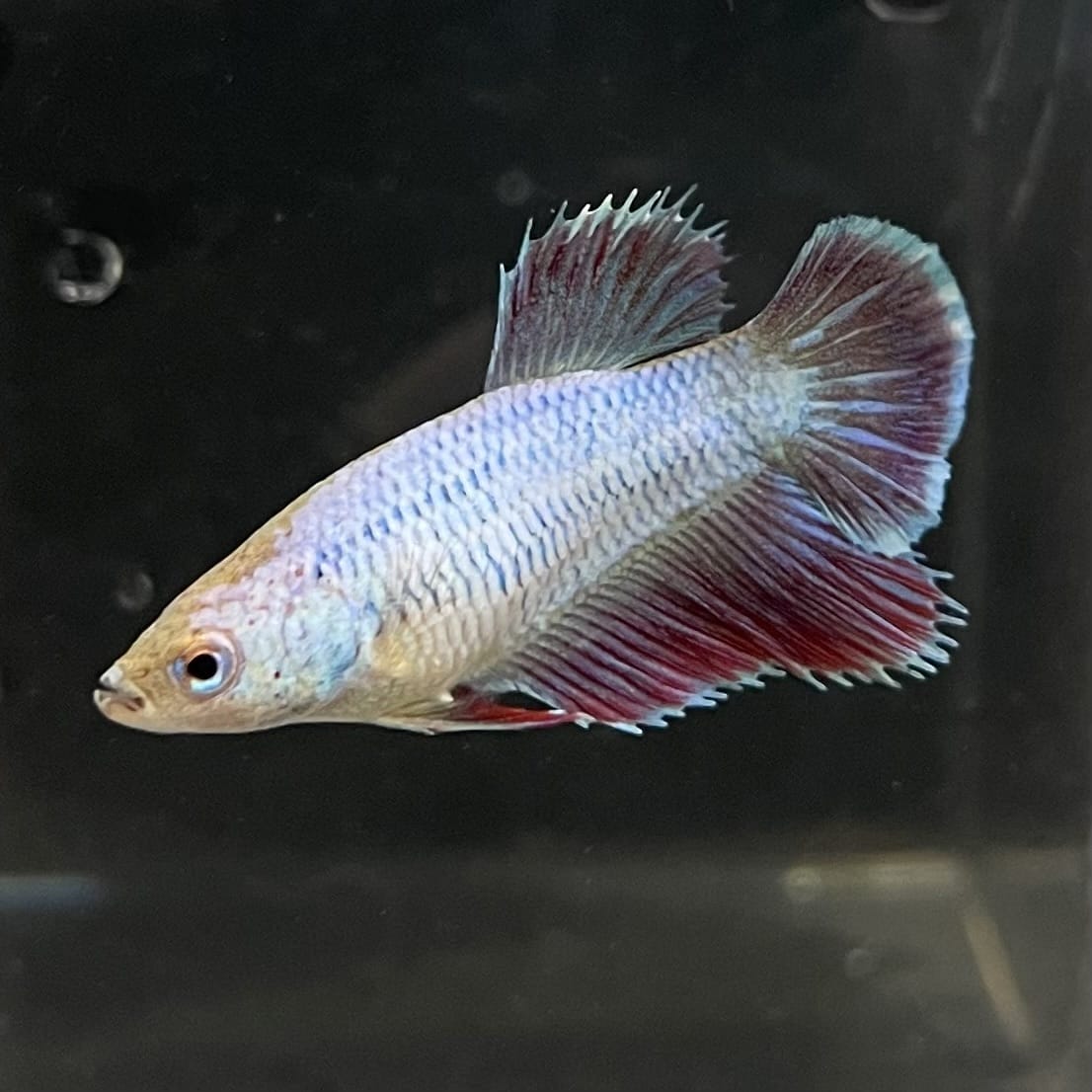 the-fish-farm Female Betta Female Betta - One Only - I Choose your own Female Betta at The Fish Farm Australia