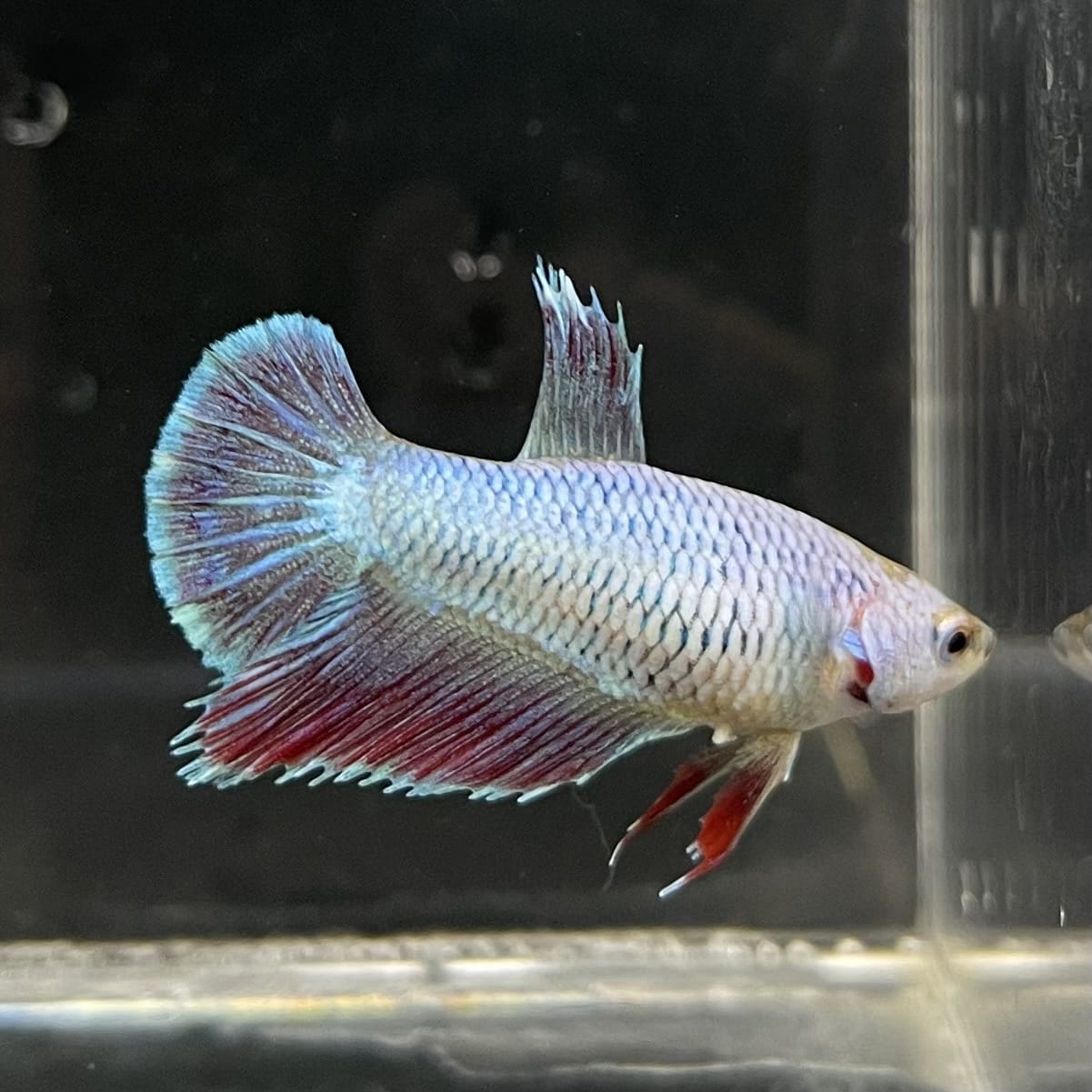 the-fish-farm Female Betta Female Betta - One Only - I Choose your own Female Betta at The Fish Farm Australia