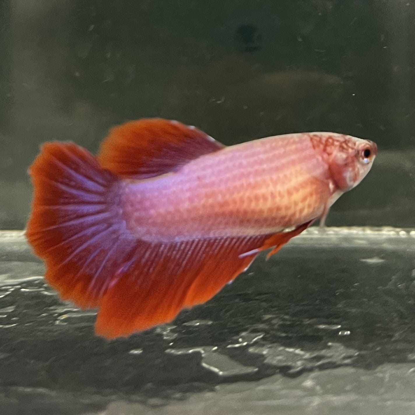 the-fish-farm Female Betta Female Betta - One Only - I Choose your own Female Betta at The Fish Farm Australia