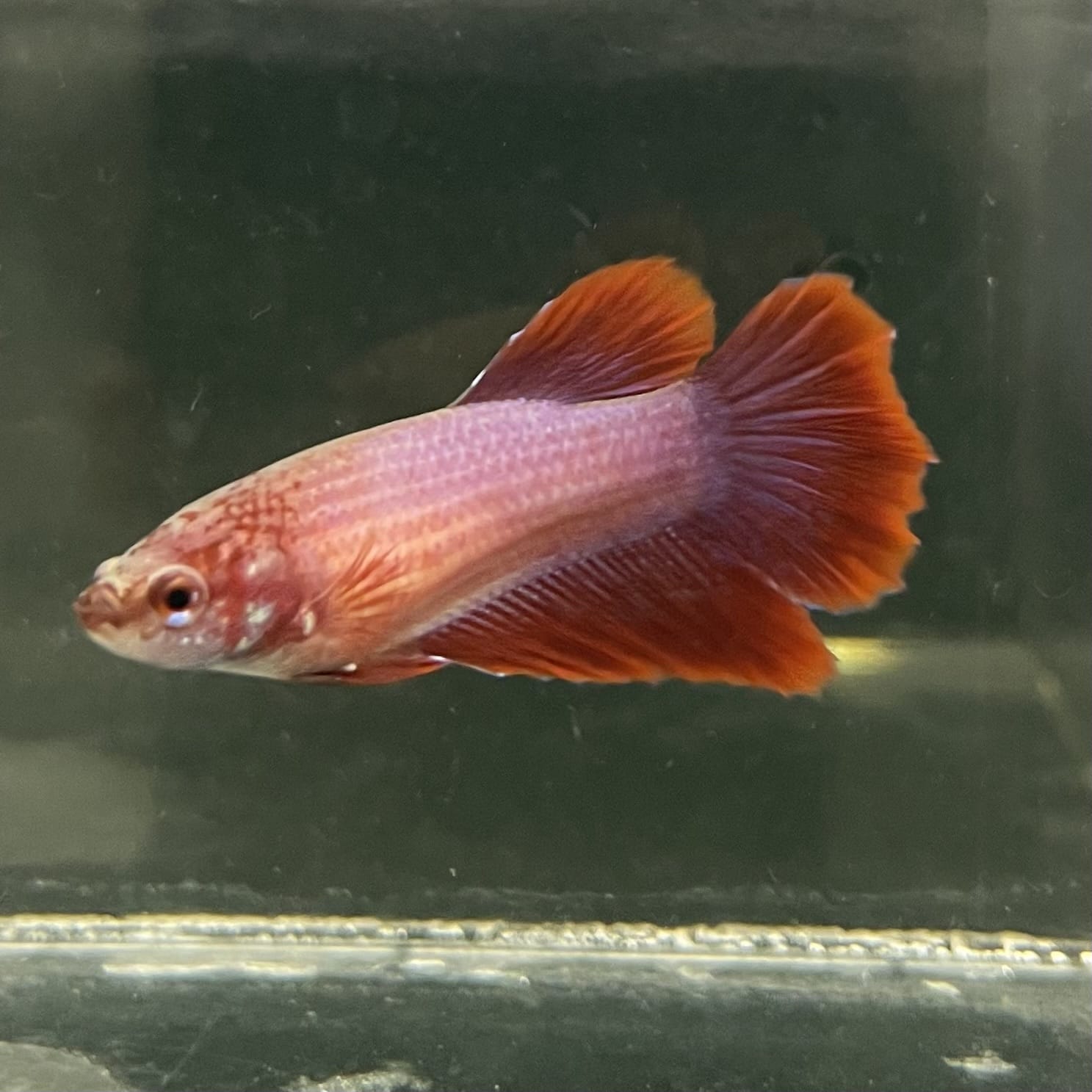 the-fish-farm Female Betta Female Betta - One Only - I Choose your own Female Betta at The Fish Farm Australia