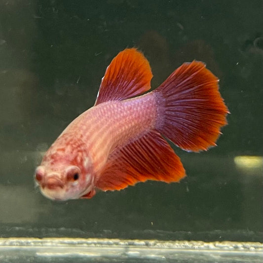the-fish-farm Female Betta Female Betta - One Only - I Choose your own Female Betta at The Fish Farm Australia