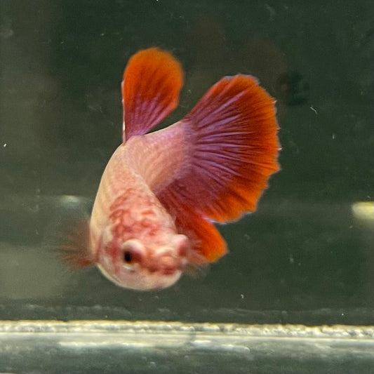 the-fish-farm Female Betta Female Betta - One Only - I Choose your own Female Betta at The Fish Farm Australia