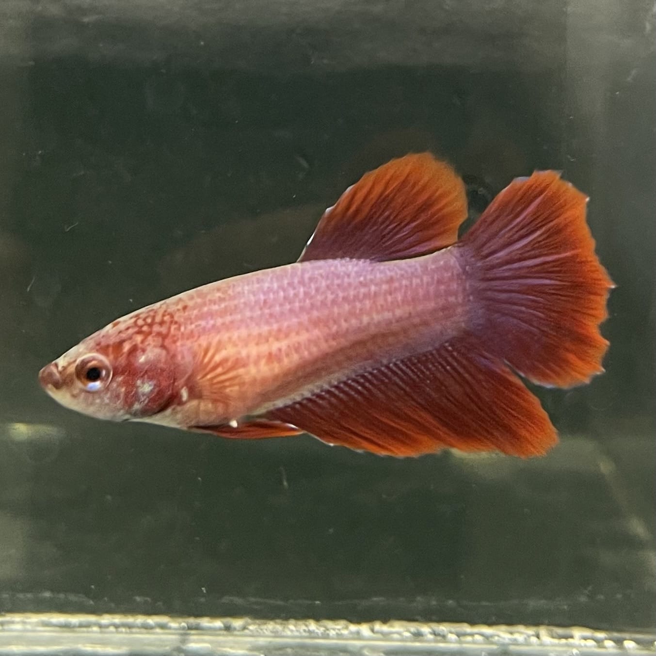 the-fish-farm Female Betta Female Betta - One Only - I Choose your own Female Betta at The Fish Farm Australia