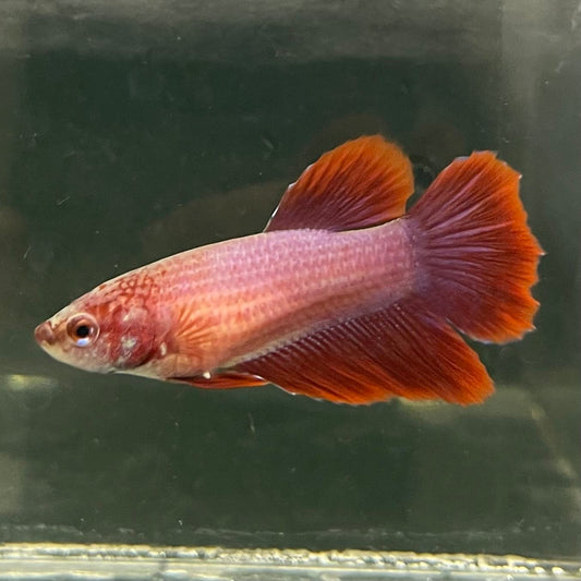the-fish-farm Female Betta Female Betta - One Only - I Choose your own Female Betta at The Fish Farm Australia