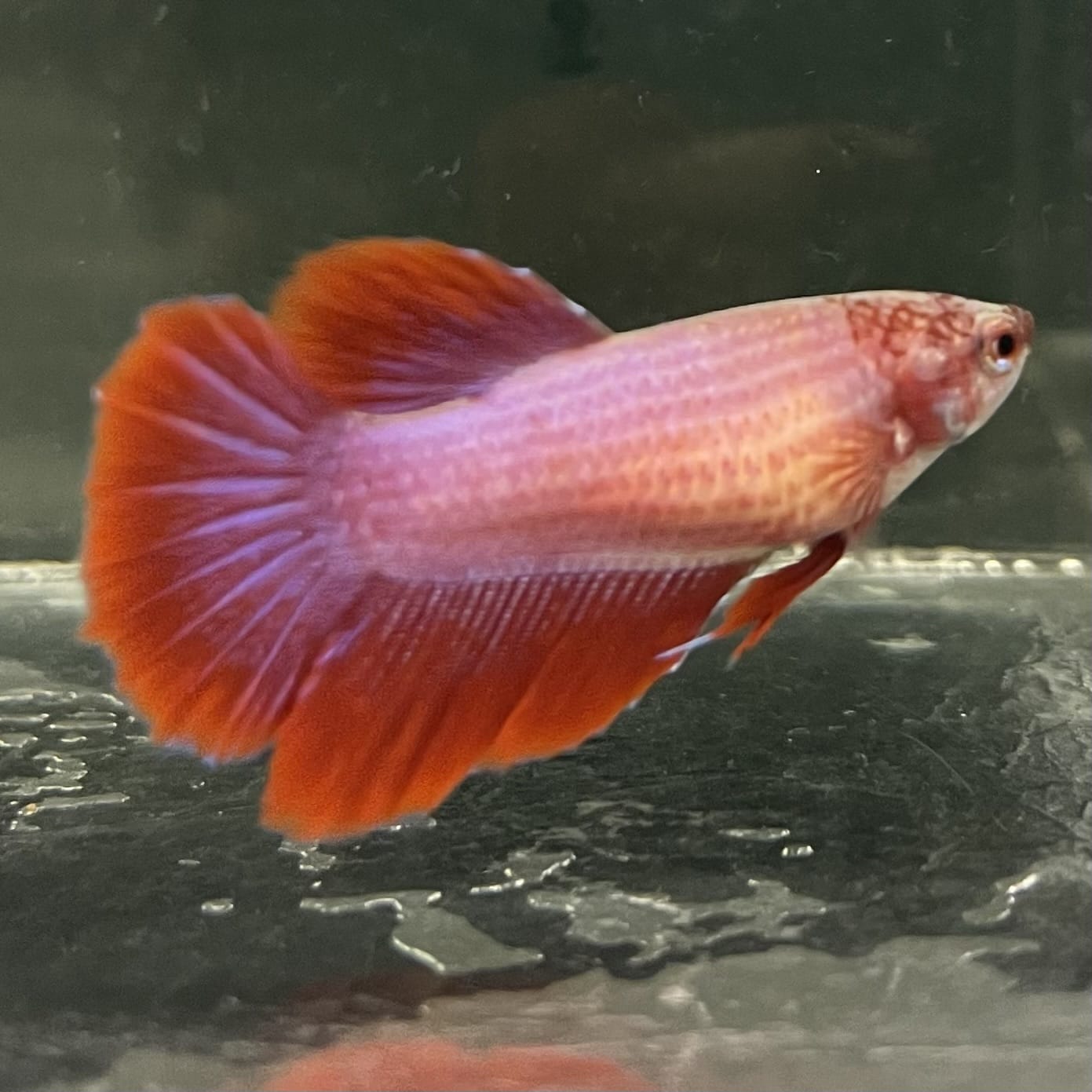 the-fish-farm Female Betta Female Betta - One Only - I Choose your own Female Betta at The Fish Farm Australia