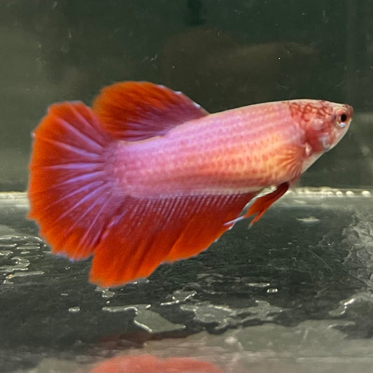 the-fish-farm Female Betta Female Betta - One Only - I Choose your own Female Betta at The Fish Farm Australia