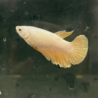 the-fish-farm Female Betta Female Betta - One Only - I Choose your own Female Betta at The Fish Farm Australia
