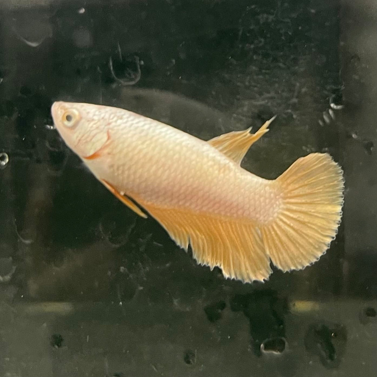 the-fish-farm Female Betta Female Betta - One Only - I Choose your own Female Betta at The Fish Farm Australia