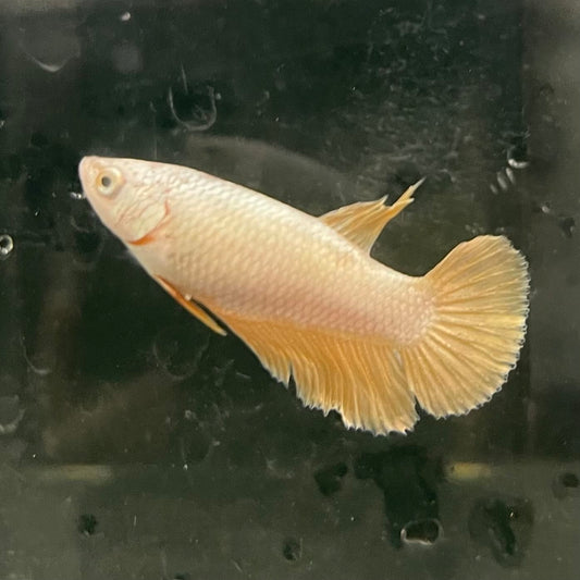 the-fish-farm Female Betta Female Betta - One Only - I Choose your own Female Betta at The Fish Farm Australia