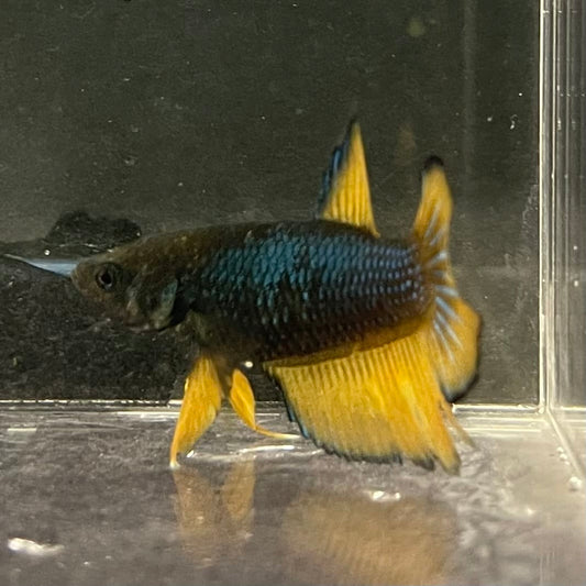the-fish-farm Female Betta Female Betta - One Only - I Choose your own Female Betta at The Fish Farm Australia