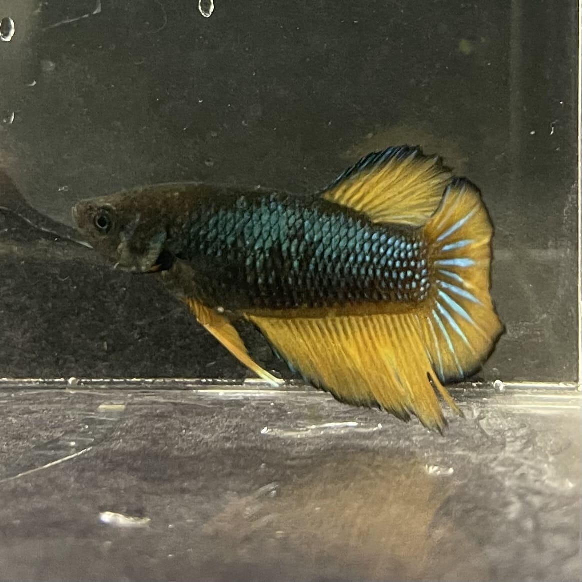 the-fish-farm Female Betta Female Betta - One Only - I Choose your own Female Betta at The Fish Farm Australia