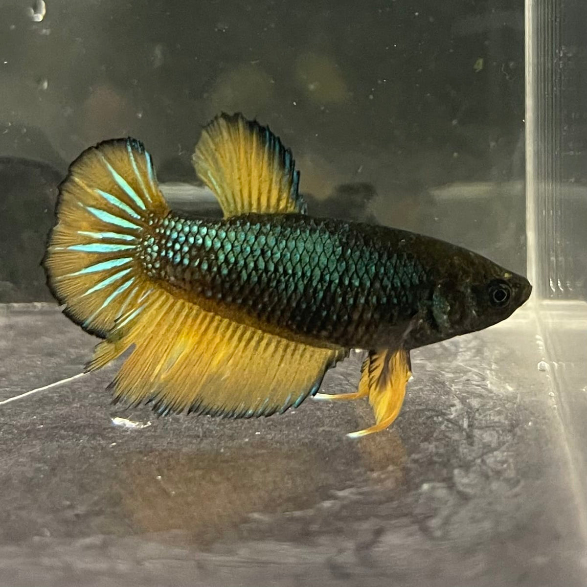 the-fish-farm Female Betta Female Betta - One Only - I Choose your own Female Betta at The Fish Farm Australia
