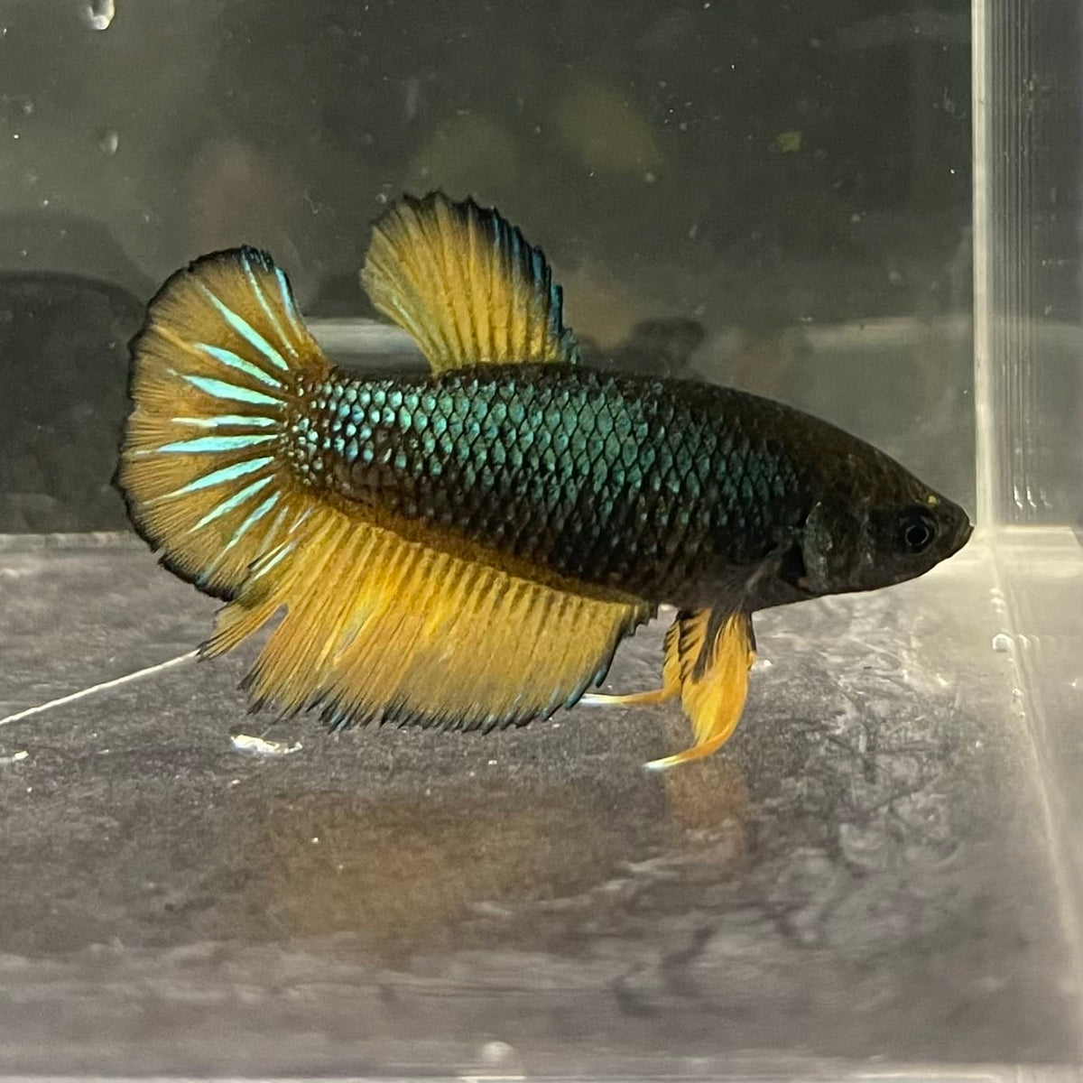 the-fish-farm Female Betta Female Betta - One Only - I Choose your own Female Betta at The Fish Farm Australia