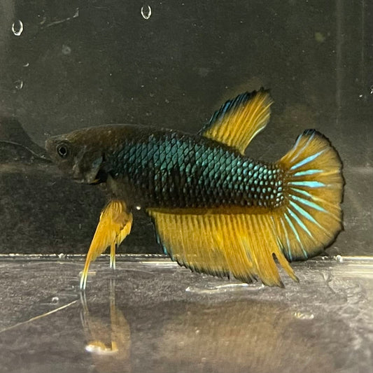the-fish-farm Female Betta Female Betta - One Only - I Choose your own Female Betta at The Fish Farm Australia