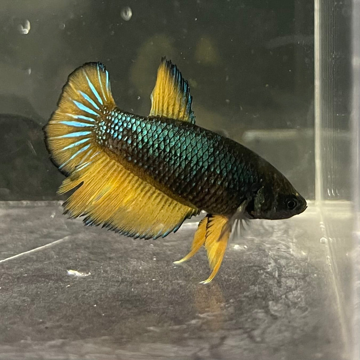 the-fish-farm Female Betta Female Betta - One Only - I Choose your own Female Betta at The Fish Farm Australia
