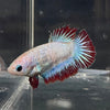 the-fish-farm Female Betta Female Betta - One Only - I Choose your own Female Betta at The Fish Farm Australia