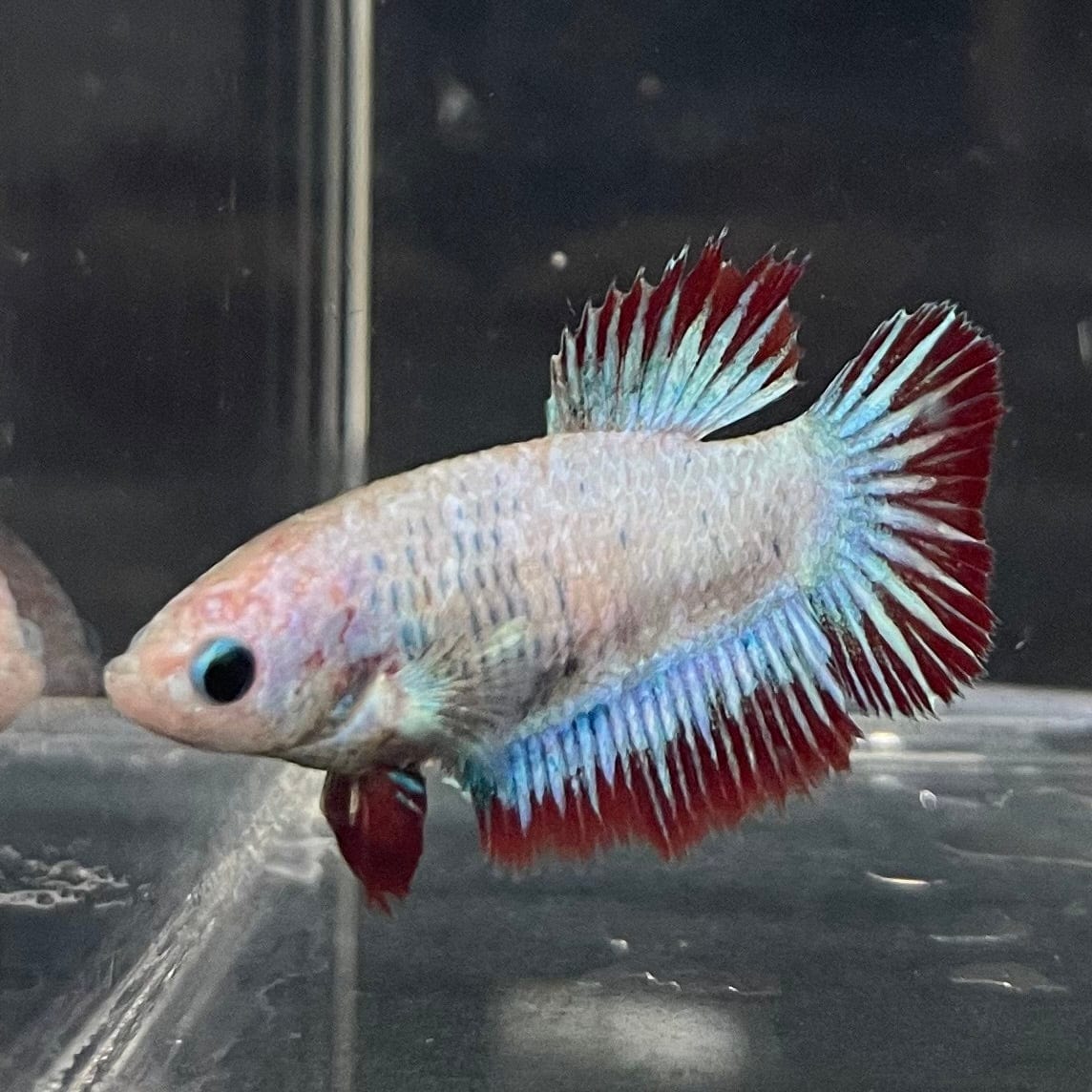 the-fish-farm Female Betta Female Betta - One Only - I Choose your own Female Betta at The Fish Farm Australia