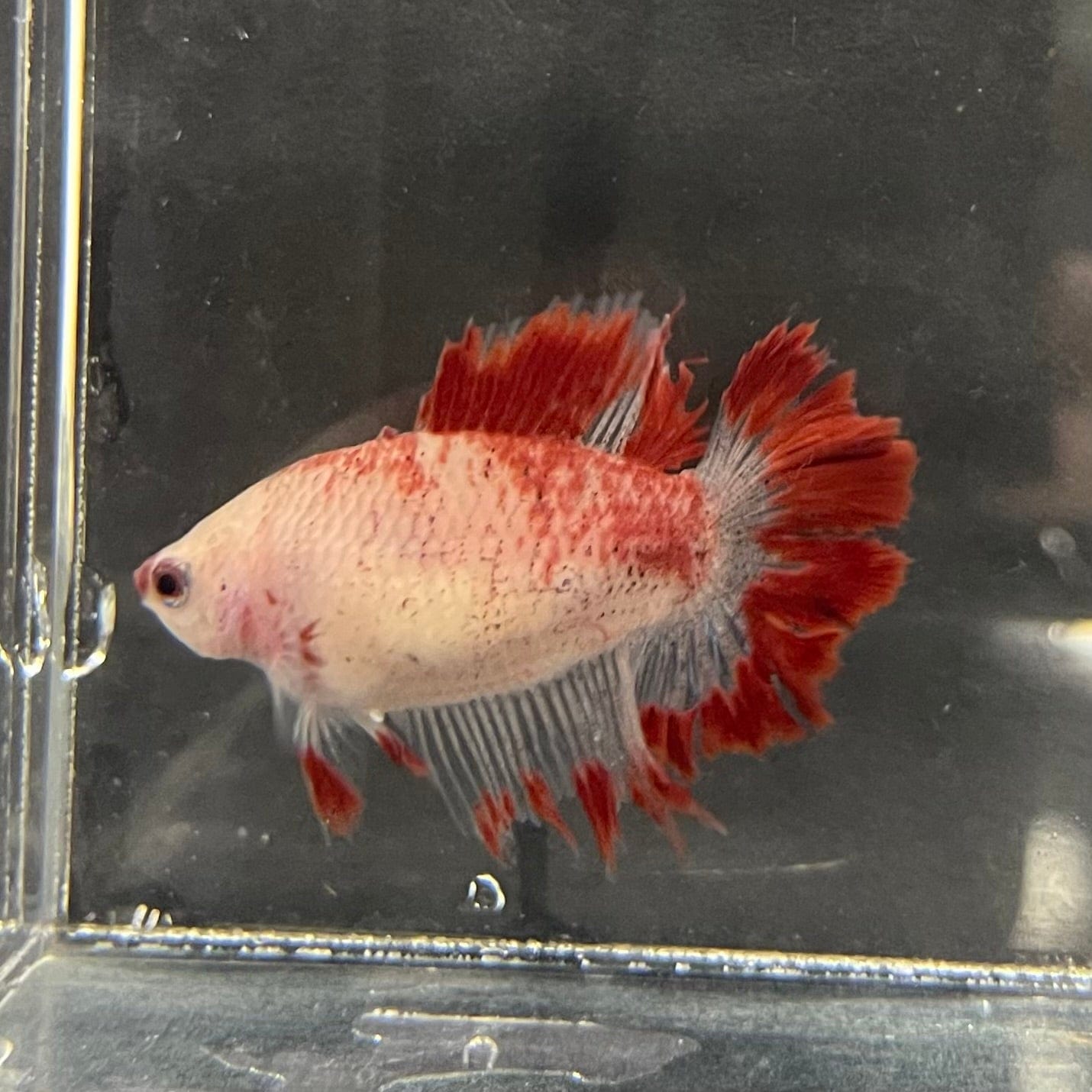 the-fish-farm Female Betta Female Betta - One Only - J Choose your own Female Betta at The Fish Farm Australia