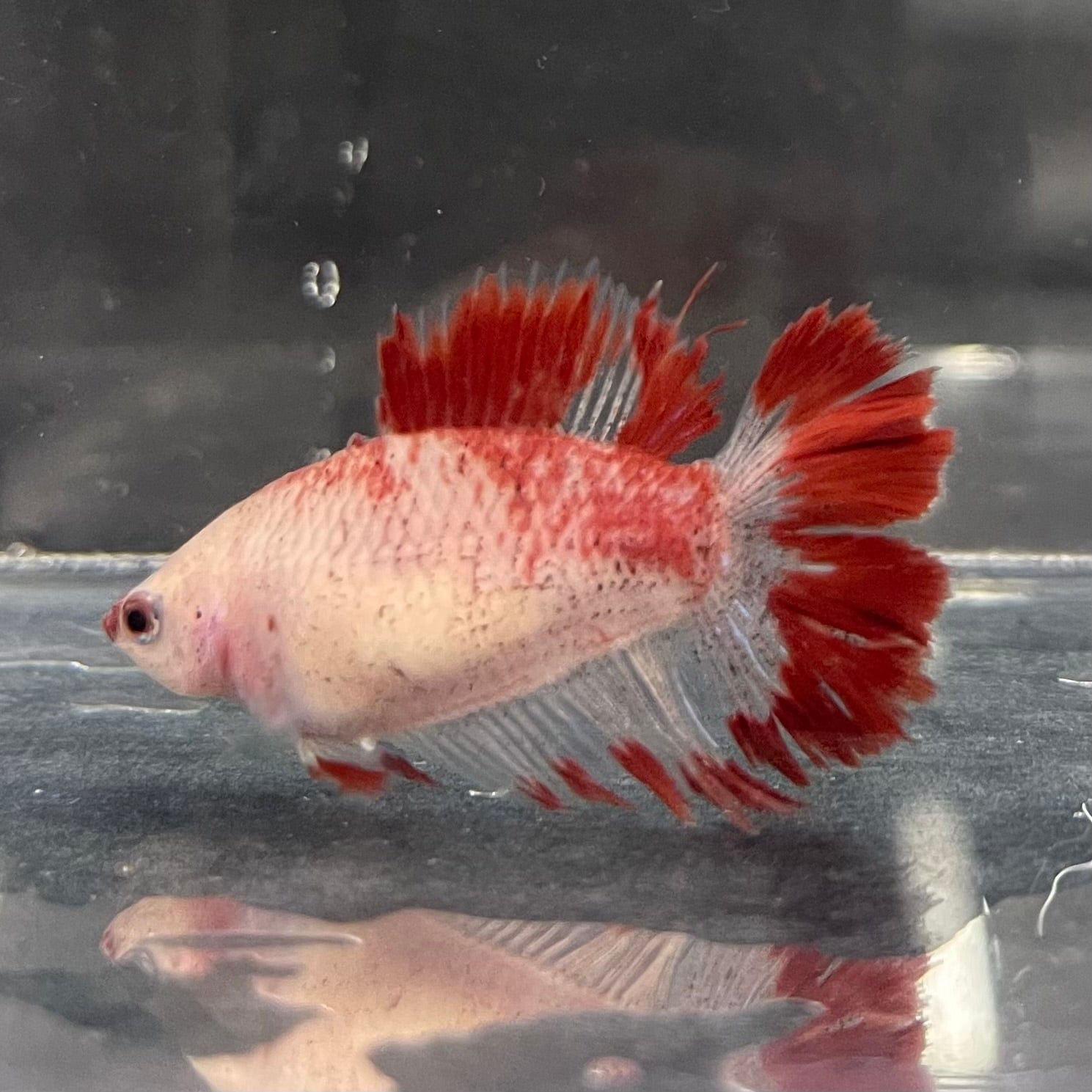 the-fish-farm Female Betta Female Betta - One Only - J Choose your own Female Betta at The Fish Farm Australia