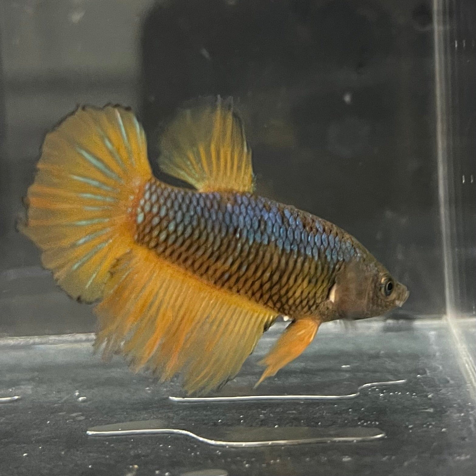 the-fish-farm Female Betta Female Betta - One Only - J Choose your own Female Betta at The Fish Farm Australia