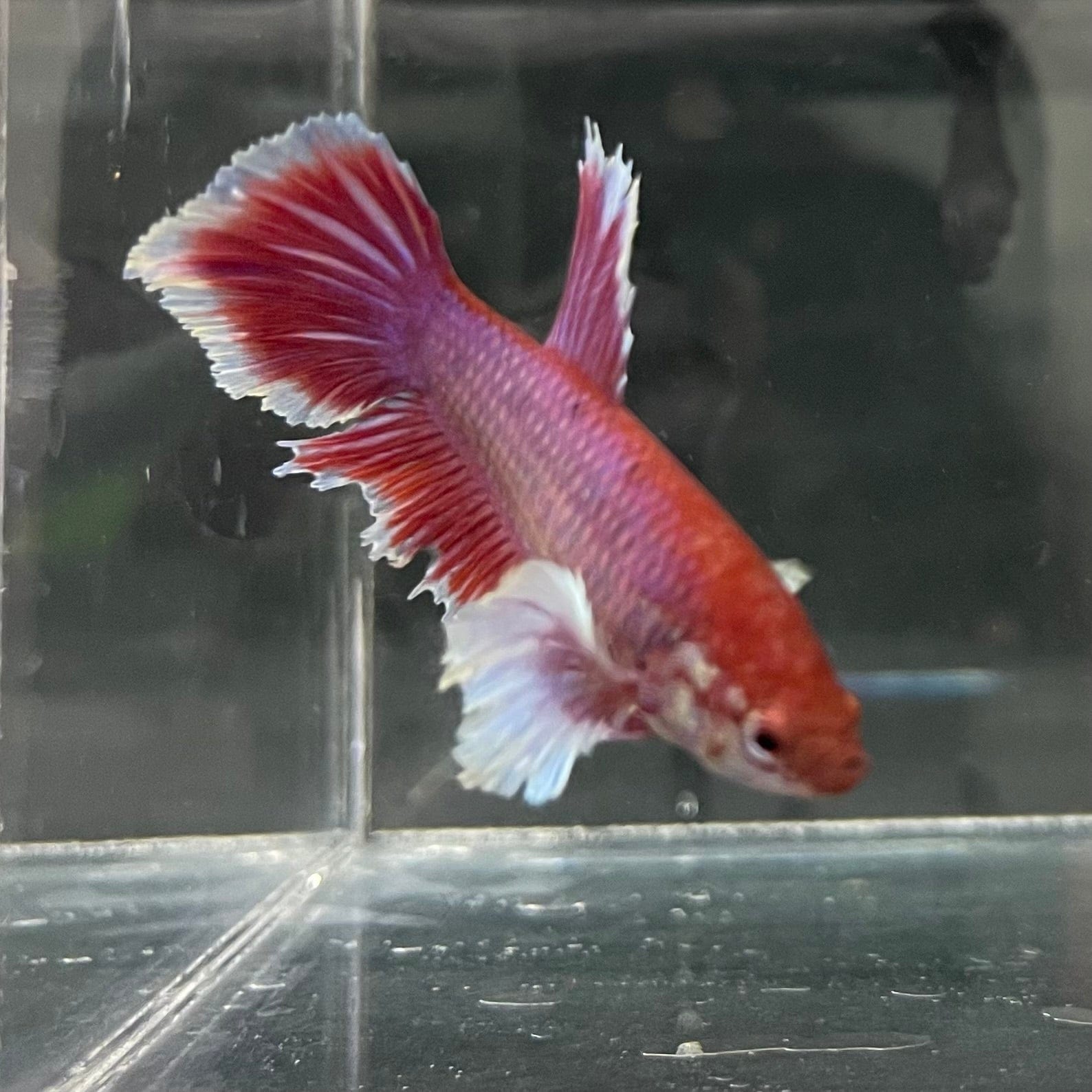 the-fish-farm Female Betta Female Betta - One Only - J Choose your own Female Betta at The Fish Farm Australia