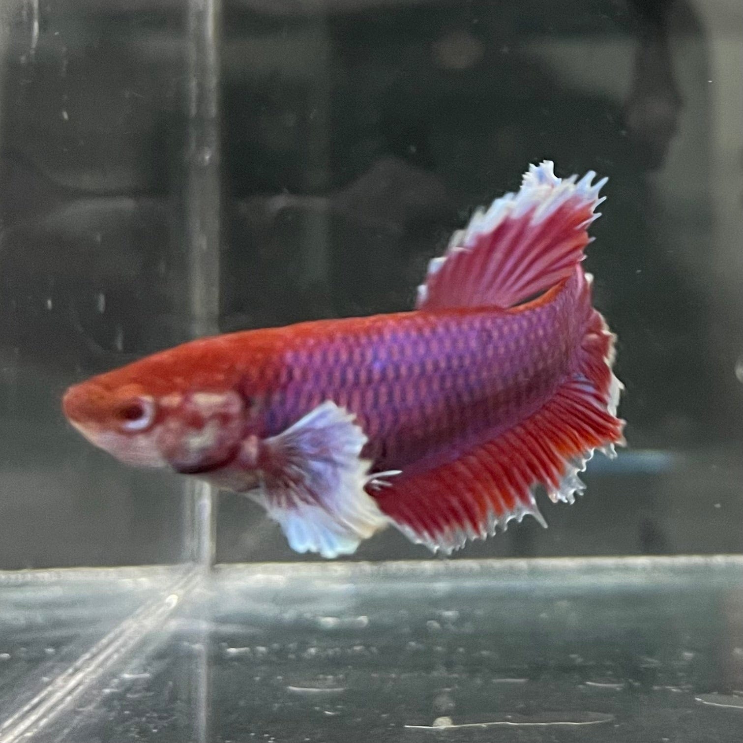 the-fish-farm Female Betta Female Betta - One Only - J Choose your own Female Betta at The Fish Farm Australia