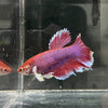 the-fish-farm Female Betta Female Betta - One Only - J Choose your own Female Betta at The Fish Farm Australia